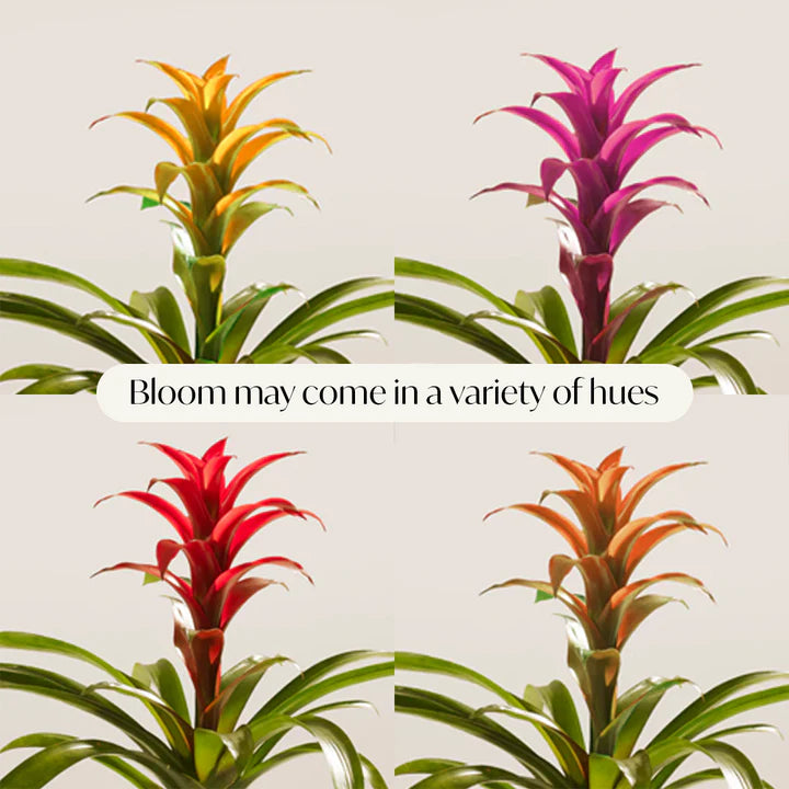 Bromeliad Guzmania