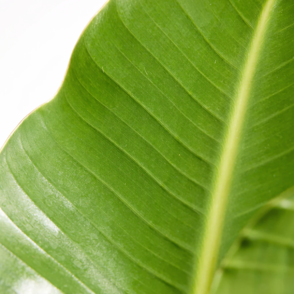 Realistic Bird of Paradise Plant