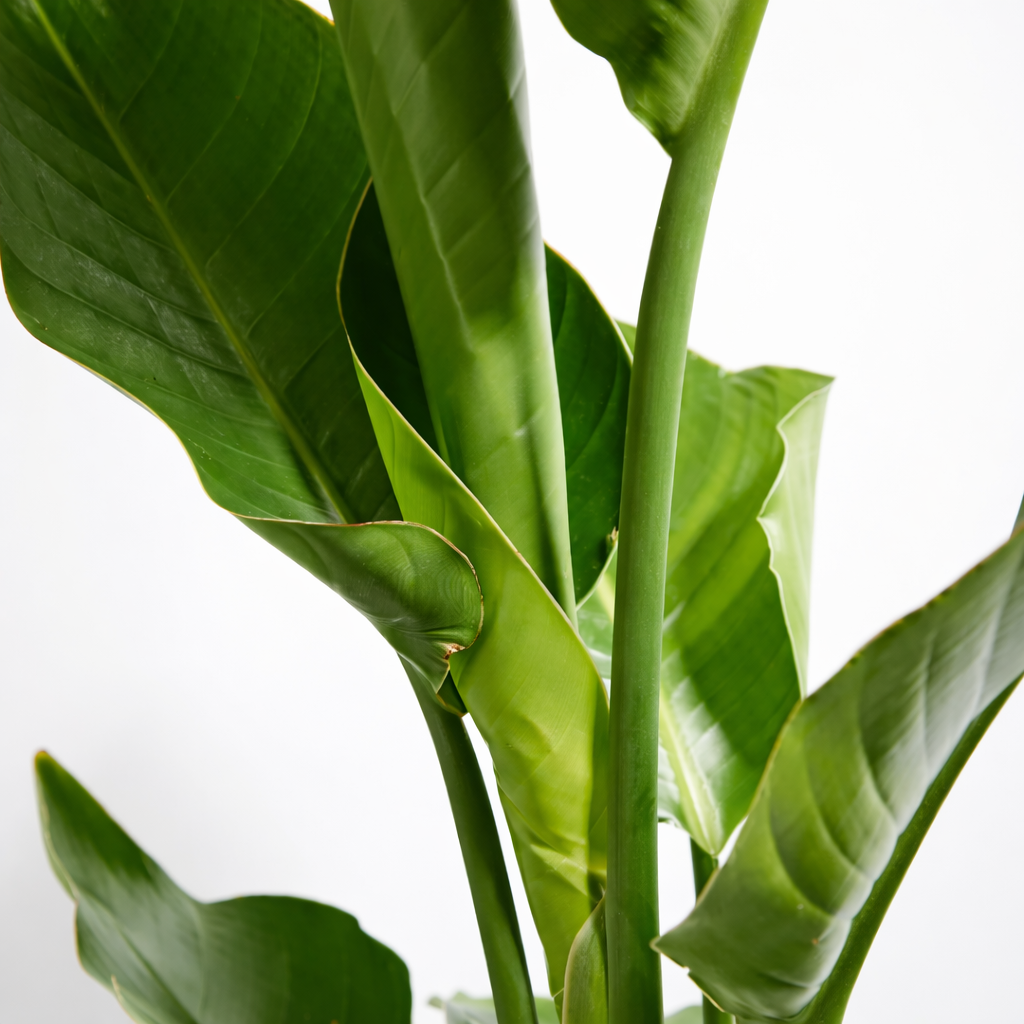 Realistic Bird of Paradise Plant
