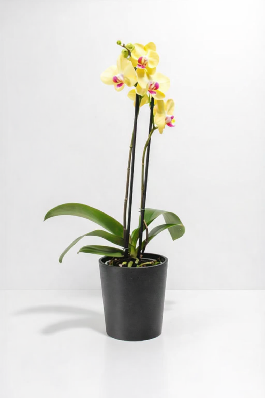 Yellow Phalaenopsis Orchid ‘Miraflore’