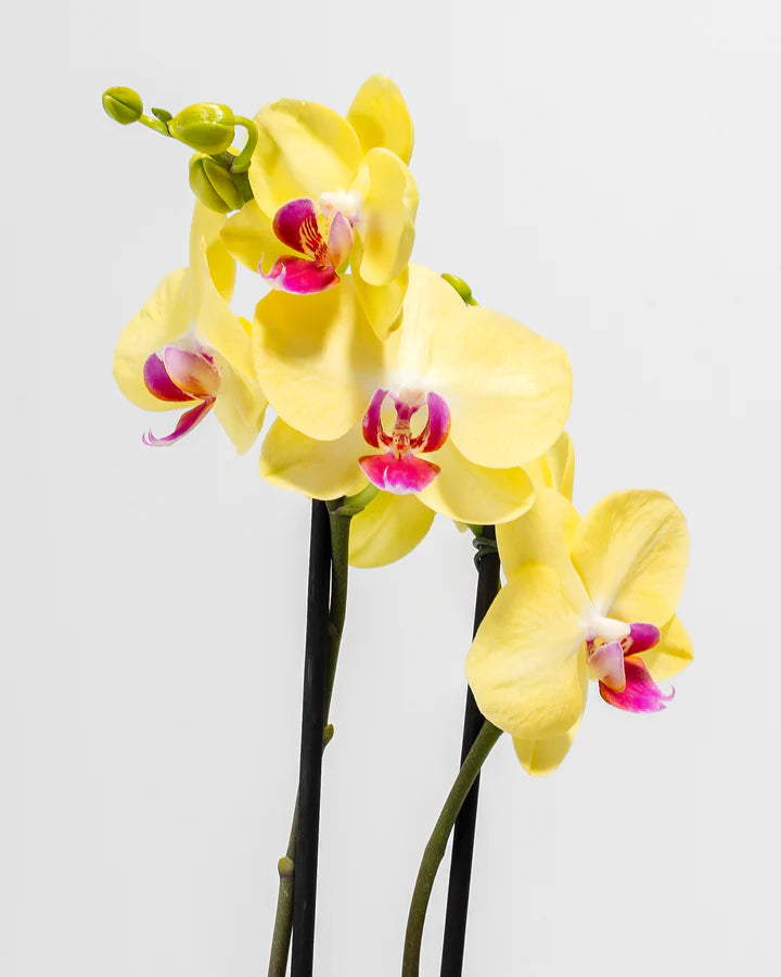 Yellow Phalaenopsis Orchid ‘Miraflore’
