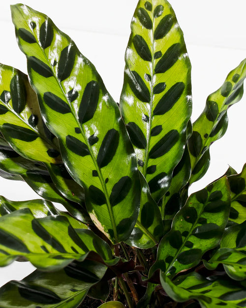 Calathea Rattlesnake