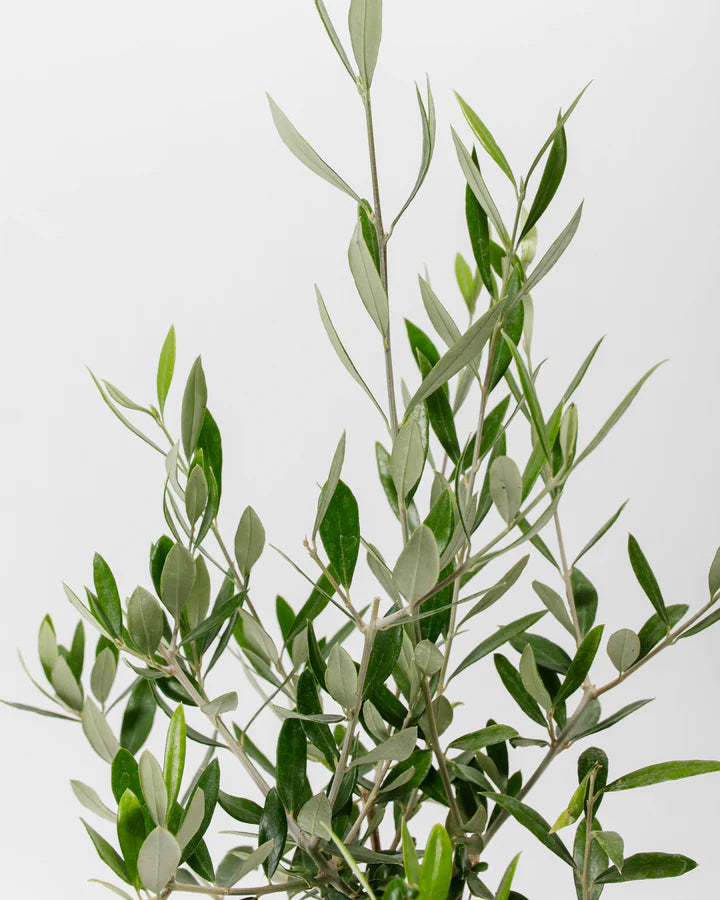 Olive Tree