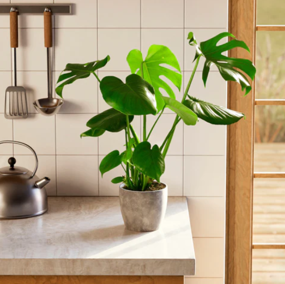 Monstera Deliciosa (Split Leaf Philodendron)