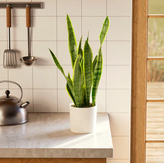 Variegated Sansevieria Laurentii (Snake Plant)