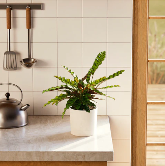 Calathea Rattlesnake