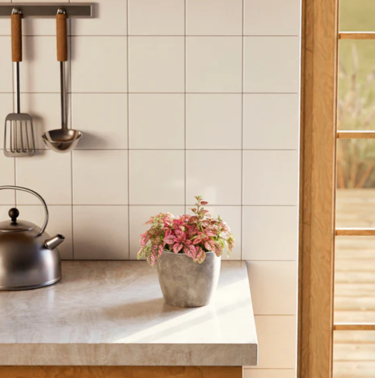 Pink Polka Dot Plant