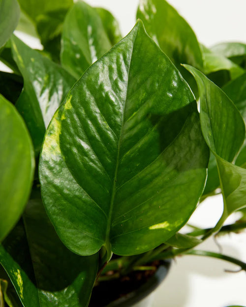 Golden Pothos Plant
