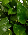 Golden Pothos Plant