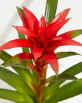 Bromeliad Guzmania